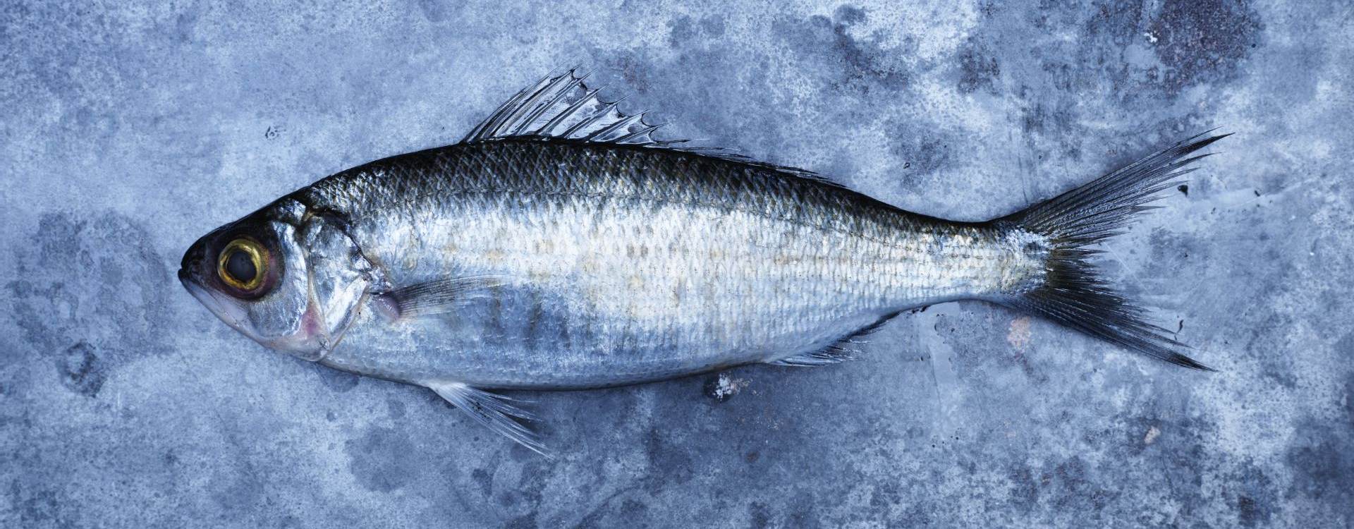 Australian Herring FRDC